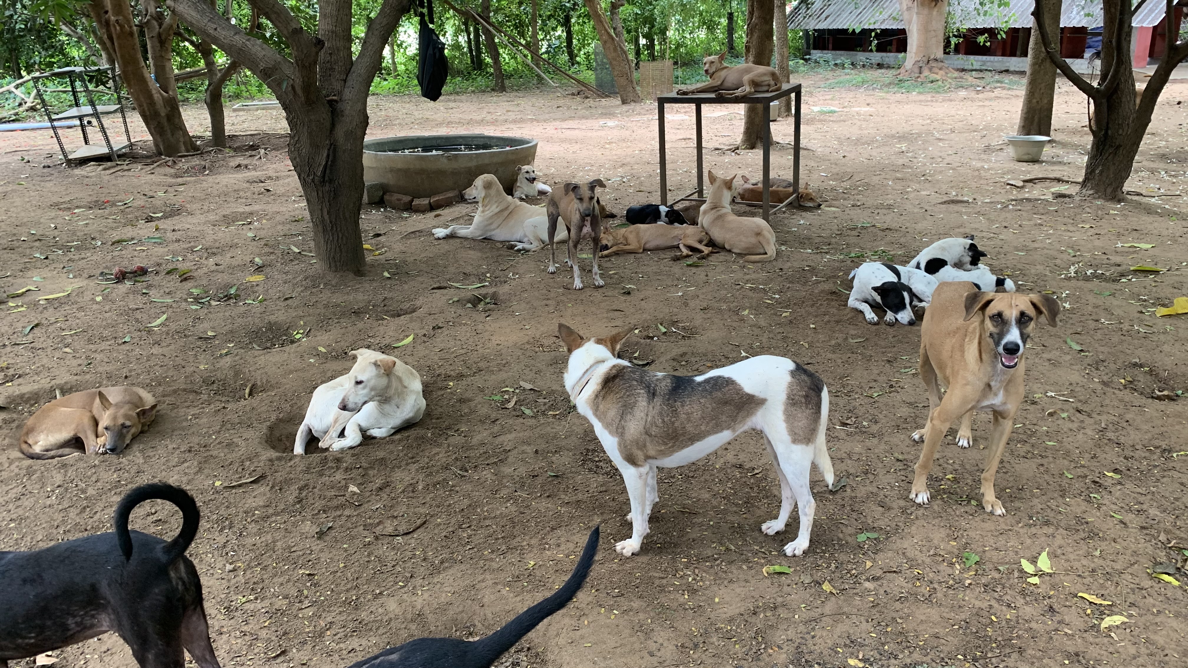 Integrated Animal Care Centre - IACC | Auroville